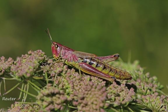Gemeiner Grashüpfer (Chorthippus parallelus) 
